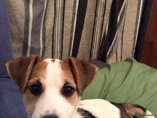 Parson Russell dogs - Advert 3