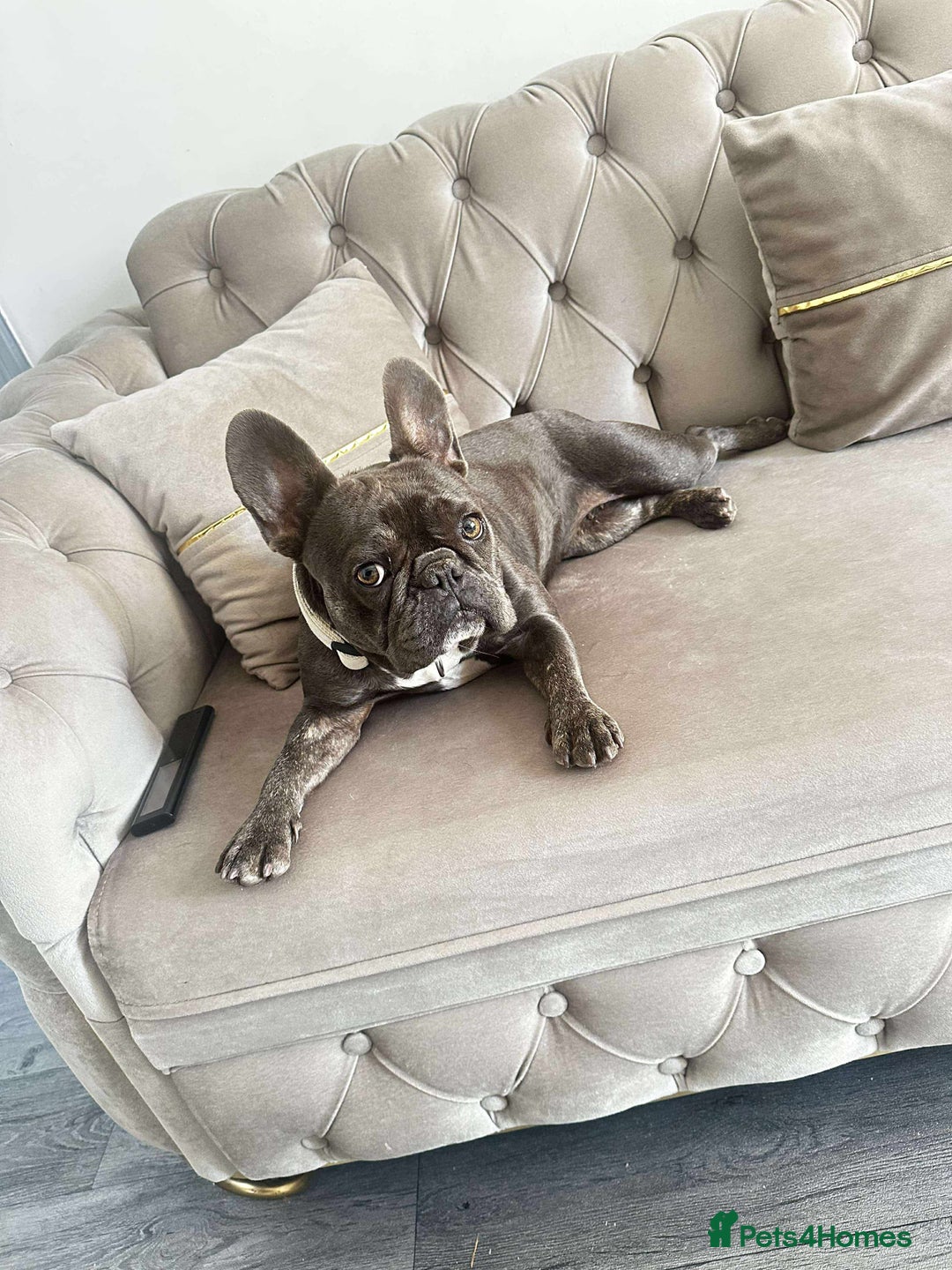 French Bulldog dogs for sale: French Bulldog - Image 2