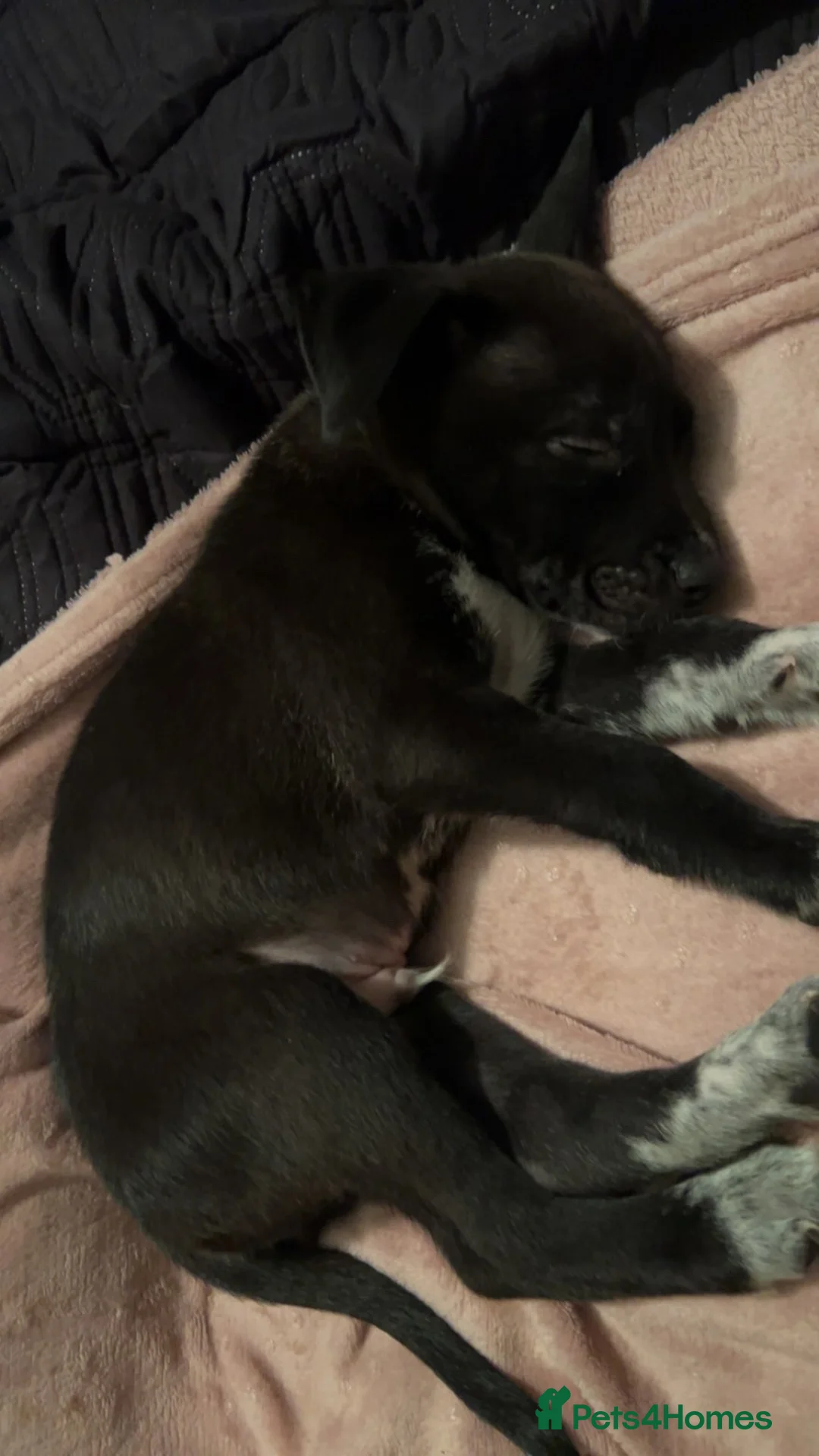 Mixed Breed dogs for sale: Diesel  - Advert 5