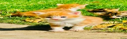 Mixed Breed cats for sale: Mixed breed kittens - Advert 22