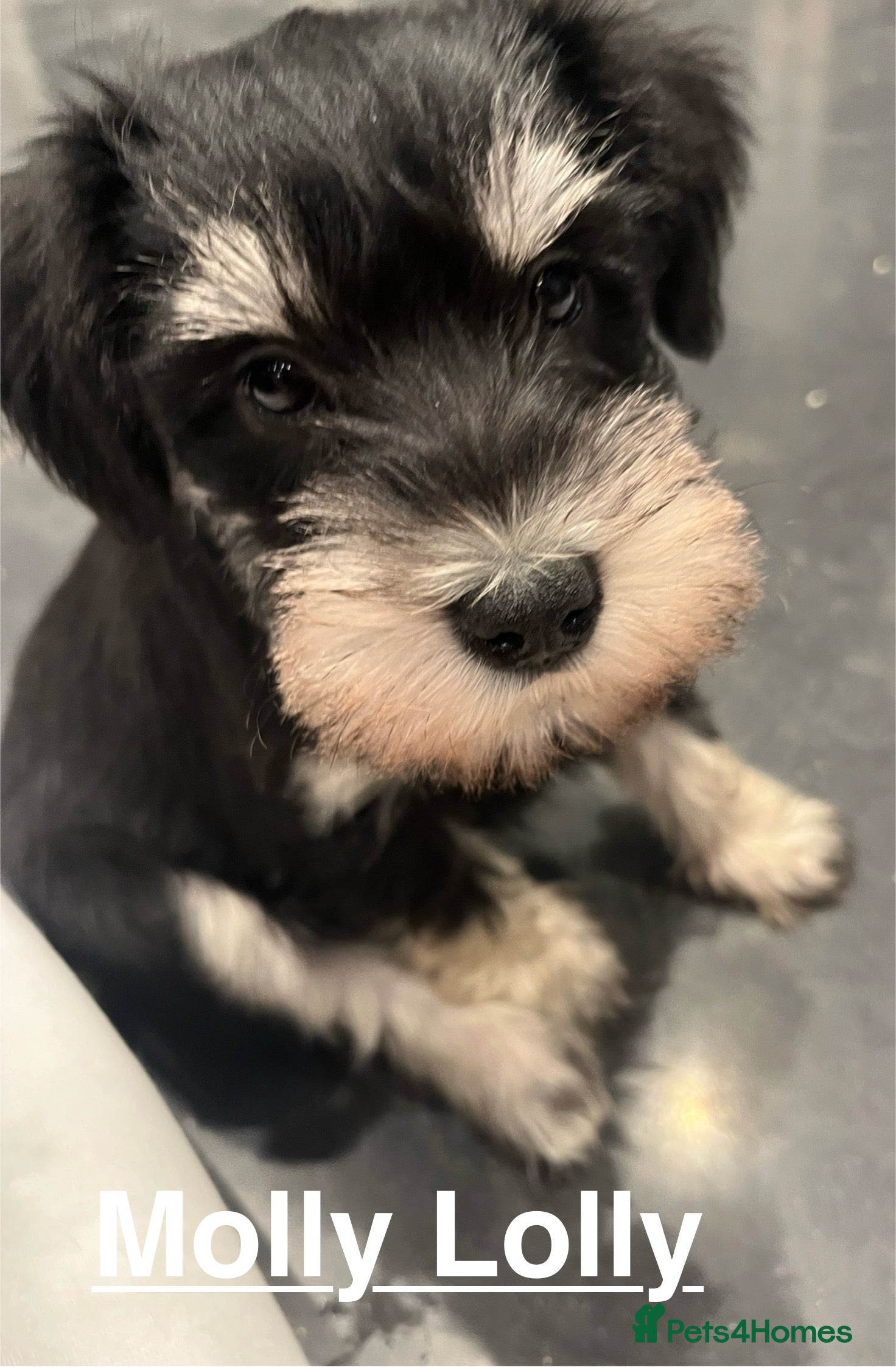 Miniature Schnauzer dogs Beautiful, KC Registered, health & BVA eye tested. - Advert 1