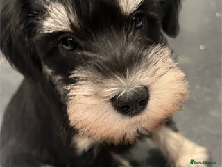 Miniature Schnauzer dogs Beautiful, KC Registered, health & BVA eye tested. - Advert 4