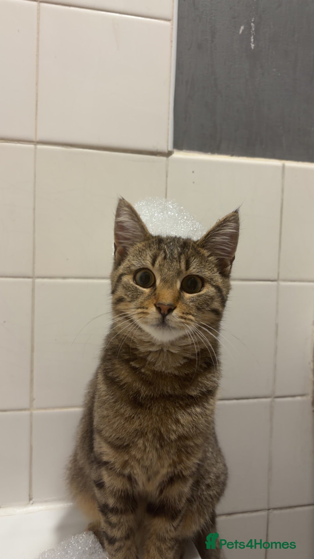 Domestic Shorthair cats for sale: 2 female cats  - Advert 3