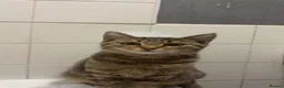 Domestic Shorthair cats for sale: 2 female cats (For Free) - Advert 2