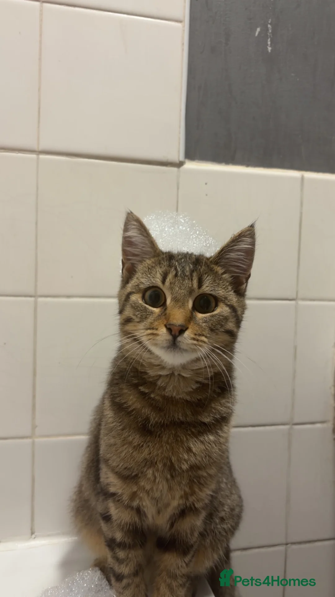 Domestic Shorthair cats for sale: 2 female cats (For Free) - Advert 2