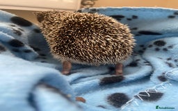 Pygmy Hedgehog rodents for sale: Pygmy Hedgehogs Available - Image 8