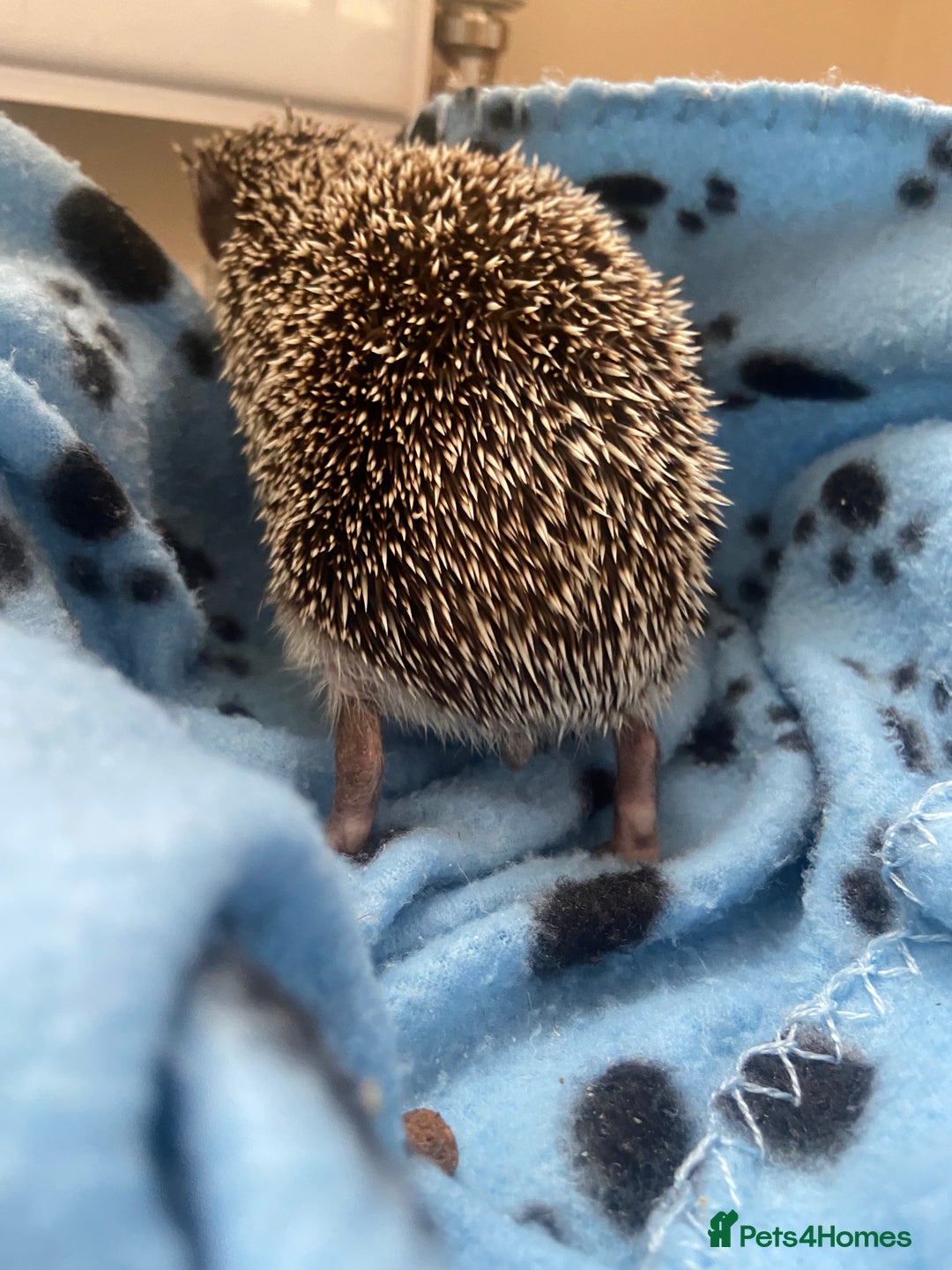 Pygmy Hedgehog rodents for sale: Pygmy Hedgehogs Available - Image 8