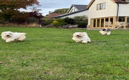 Maltipoo dogs for sale: 🌟LAST 2🌟 Black+White Boy 🐼 Biscuit+White Girl🍪 - Image 12