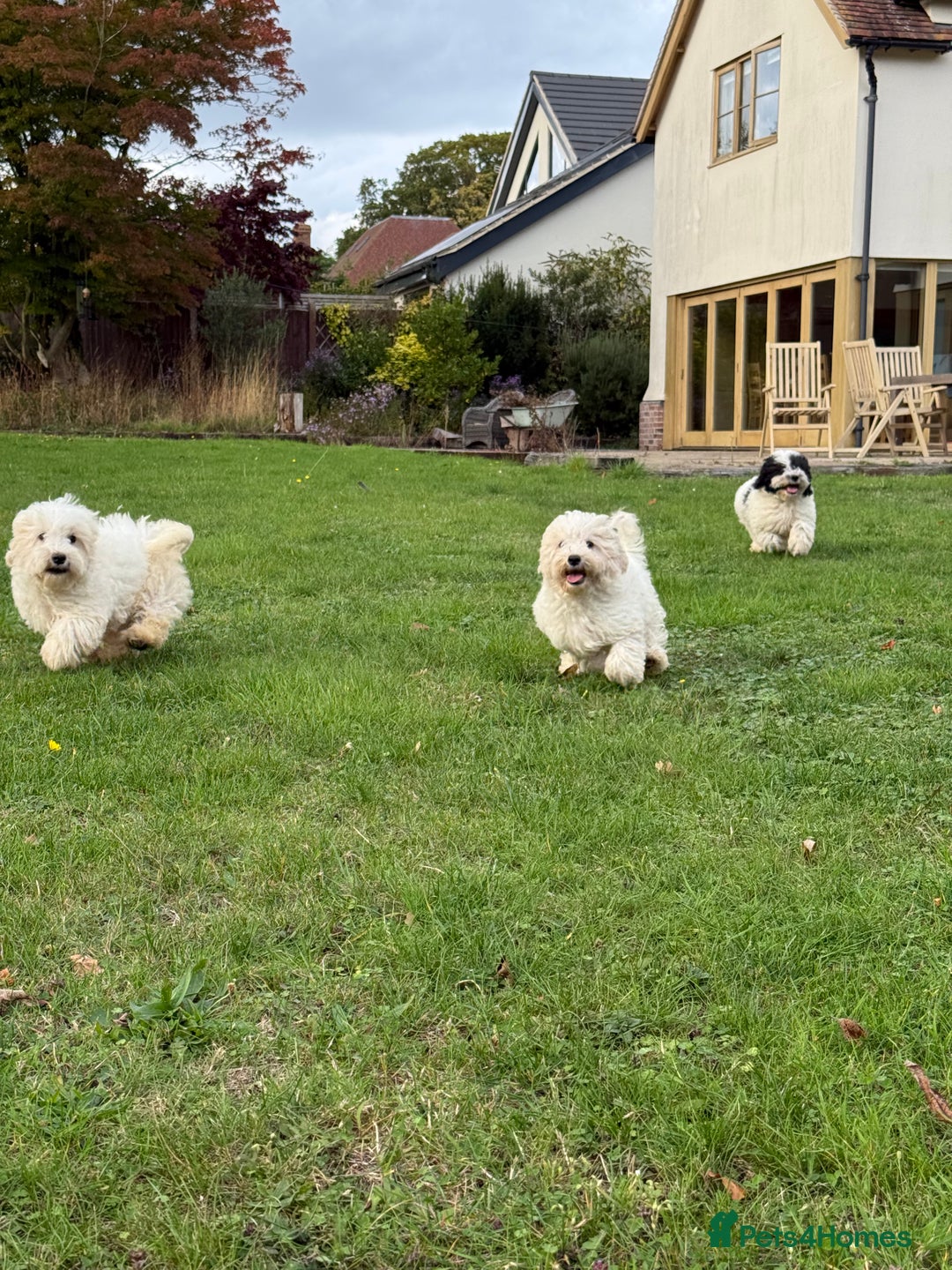 Maltipoo dogs for sale: 🌟LAST 2🌟 Black+White Boy 🐼 Biscuit+White Girl🍪 - Image 12