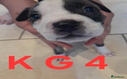 Staffordshire Bull Terrier dogs for sale: Staffordshire bull terrier 2x litters - Image 13