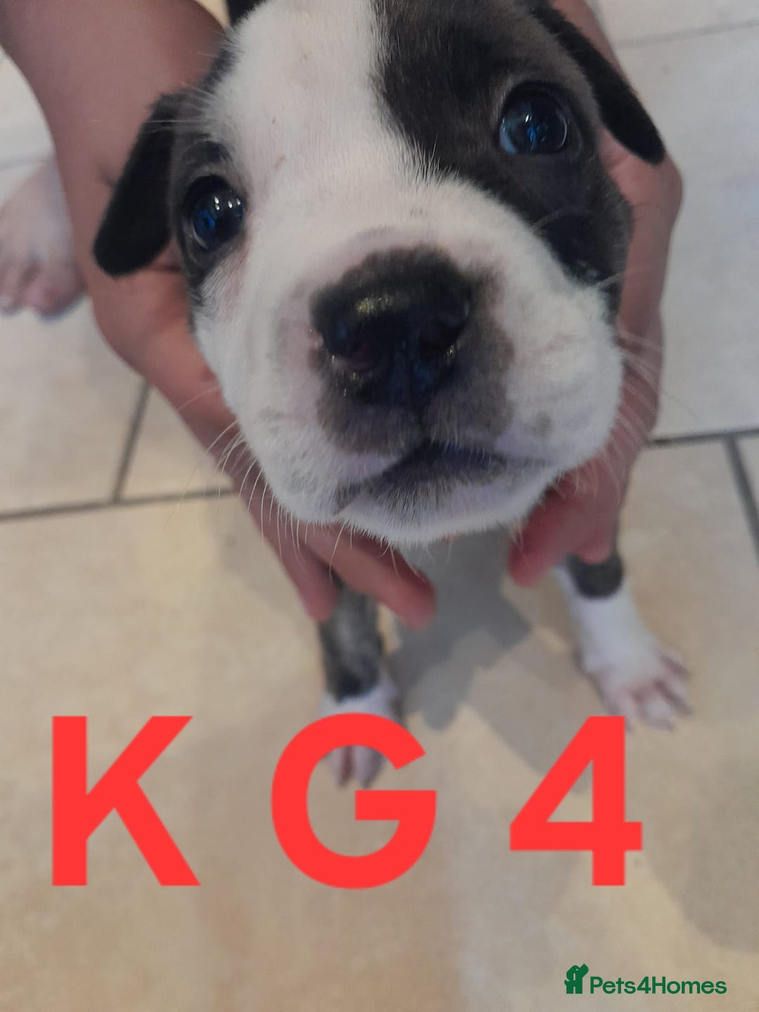 Staffordshire Bull Terrier dogs for sale: Staffordshire bull terrier 2x litters - Image 13