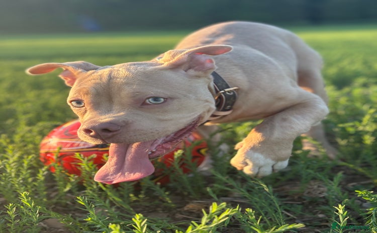 American Bully dogs - Advert 8