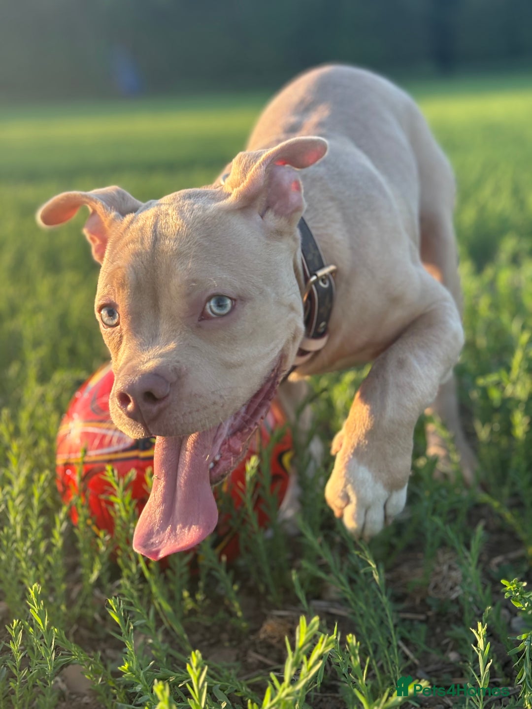 American Bully dogs for sale: Pocket bully - Image 1