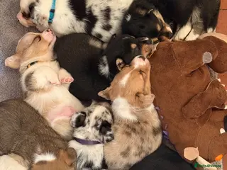 Welsh Corgi Cardigan dogs Welsh Corgi Cardigan puppies - Advert 11
