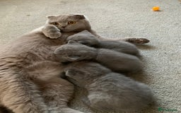 Scottish Fold cats for sale: Scottish Fold x Russian Blue Kittens  - Image 15