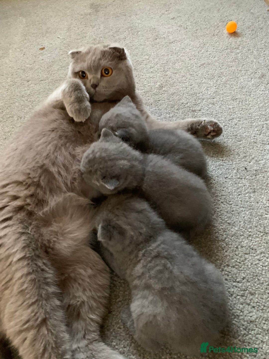 Scottish Fold cats for sale: Scottish Fold x Russian Blue Kittens  - Image 15