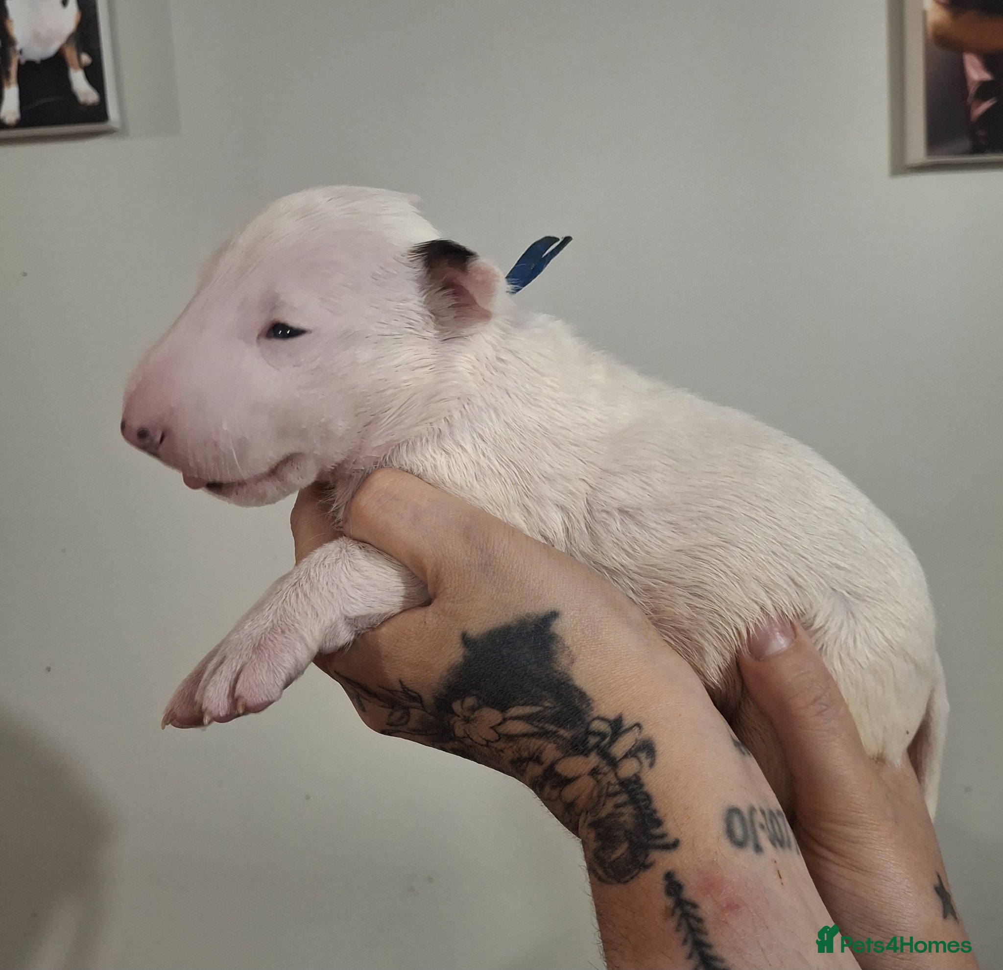 English Bull Terrier dogs Stunning english bull terrier pups - Advert 2