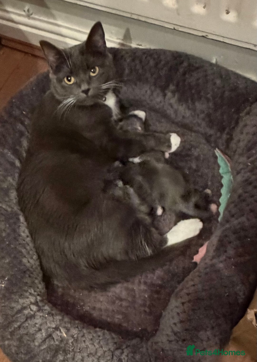 British Shorthair cats for sale: Two beautiful bi colour girls ready for new homes  - Advert 18