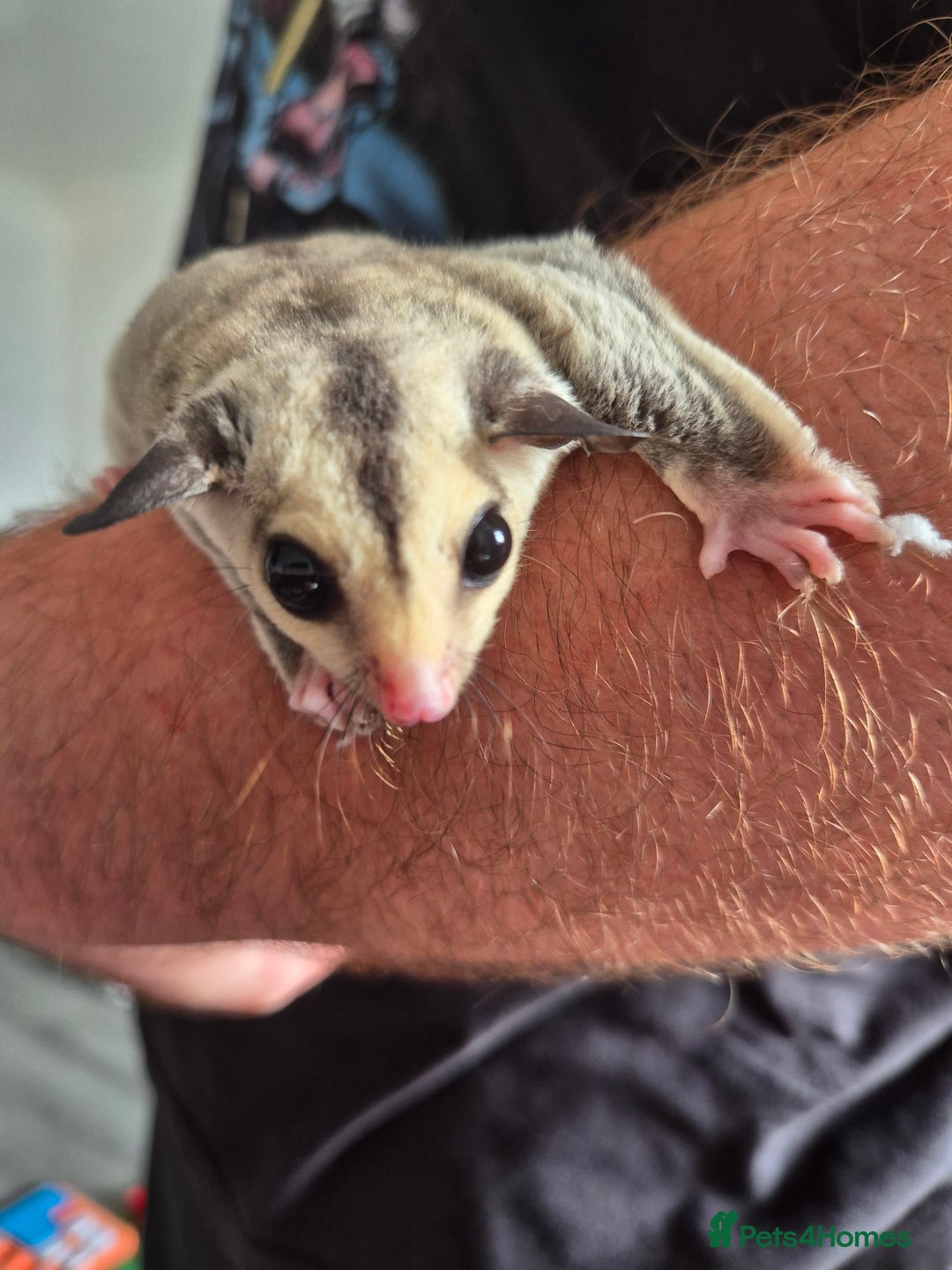 Sugar Glider rodents for sale: Sugar gliders unrelated ready 18th  - Image 9