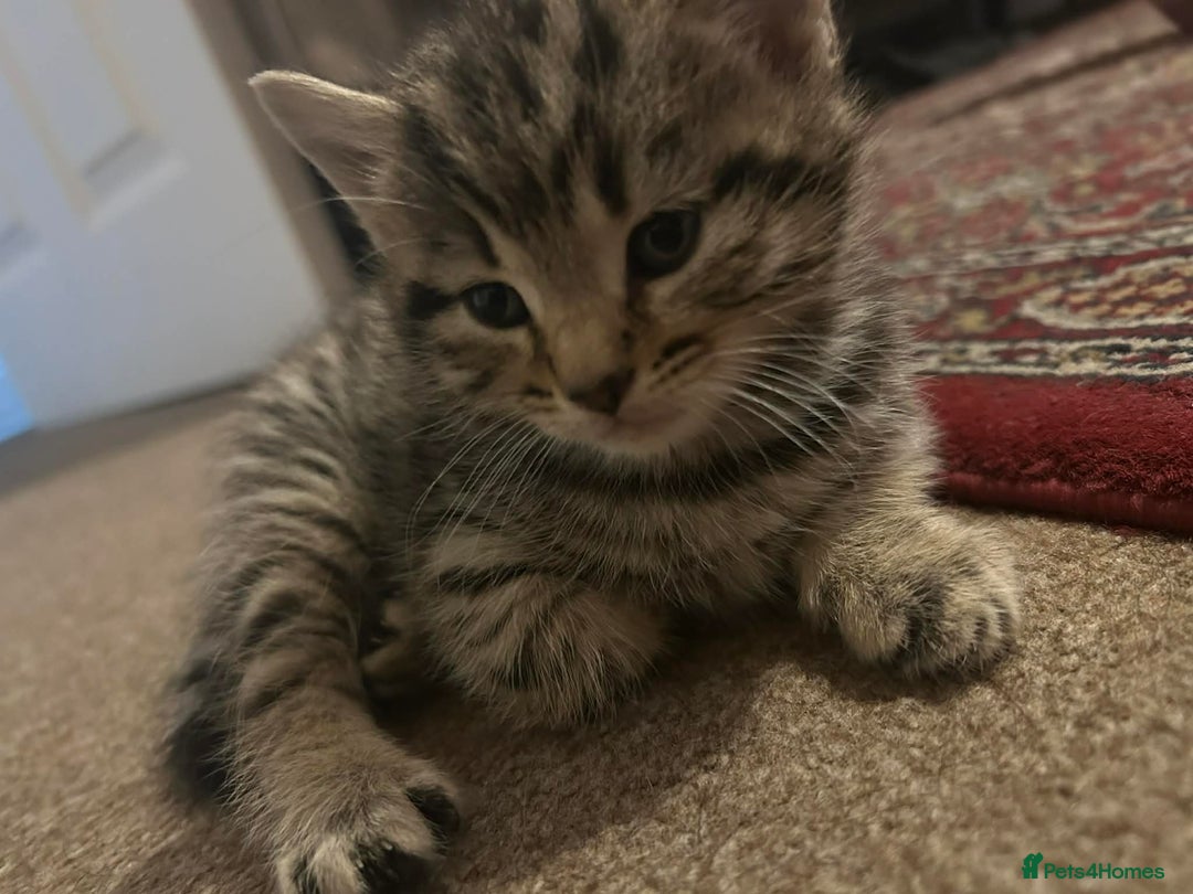 Ocicat cats for sale: Tabby kitten - Advert 2