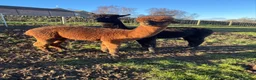 Alpaca livestock for sale: 4 male alpacas - Advert 3