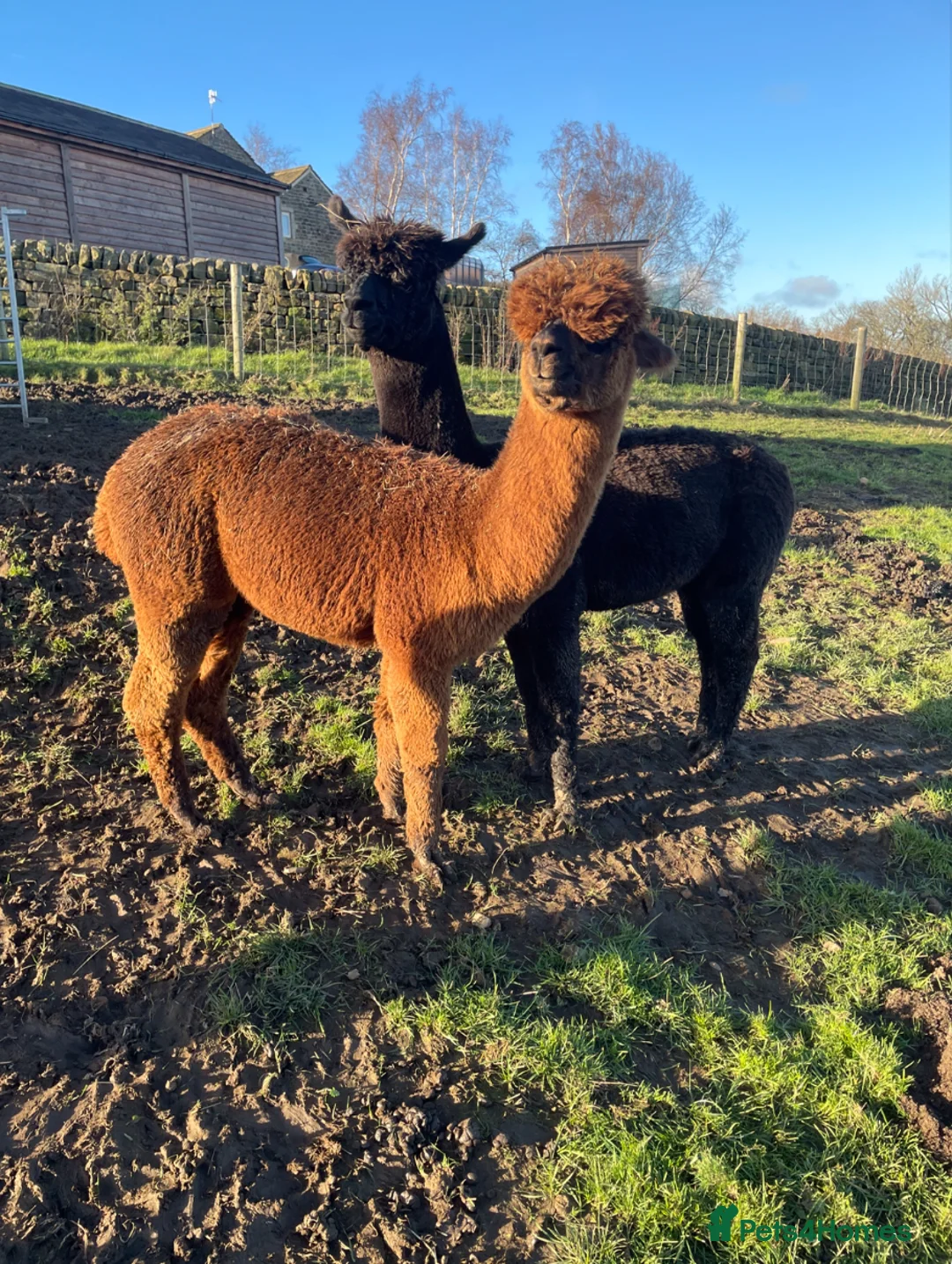 Alpaca livestock for sale: 4 male alpacas - Advert 3
