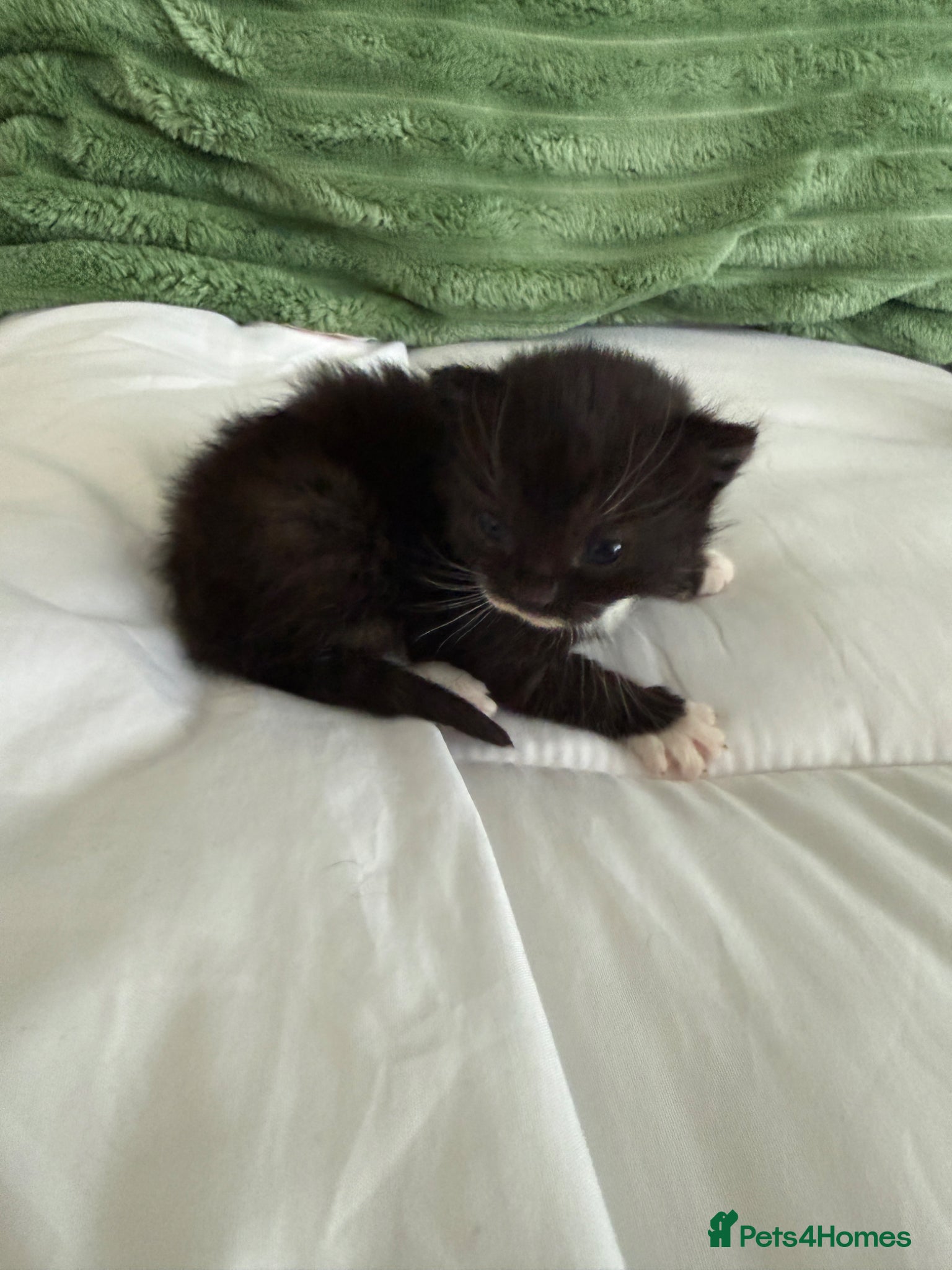 Mixed Breed cats Mixed fluffy maincoon kittens  - Advert 10