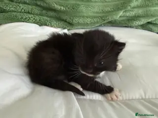 Mixed Breed cats Mixed fluffy maincoon kittens - Advert 10