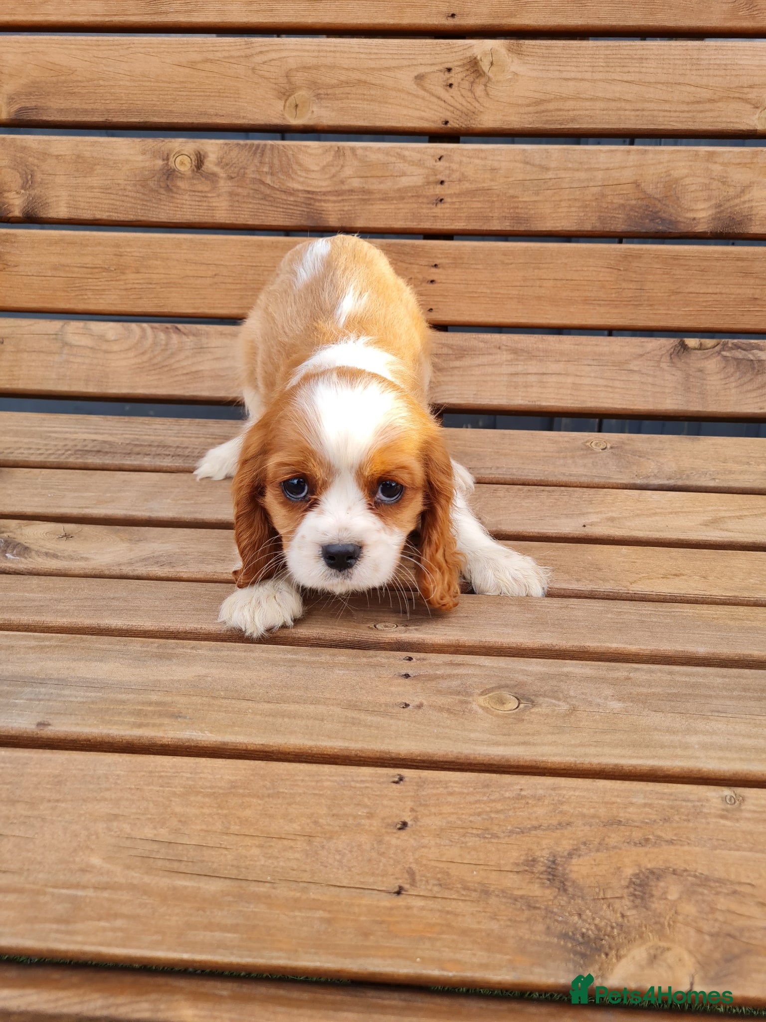 Cavalier King Charles Spaniel dogs for sale: Exquisite cavalier spaniel puppies  - Advert 6