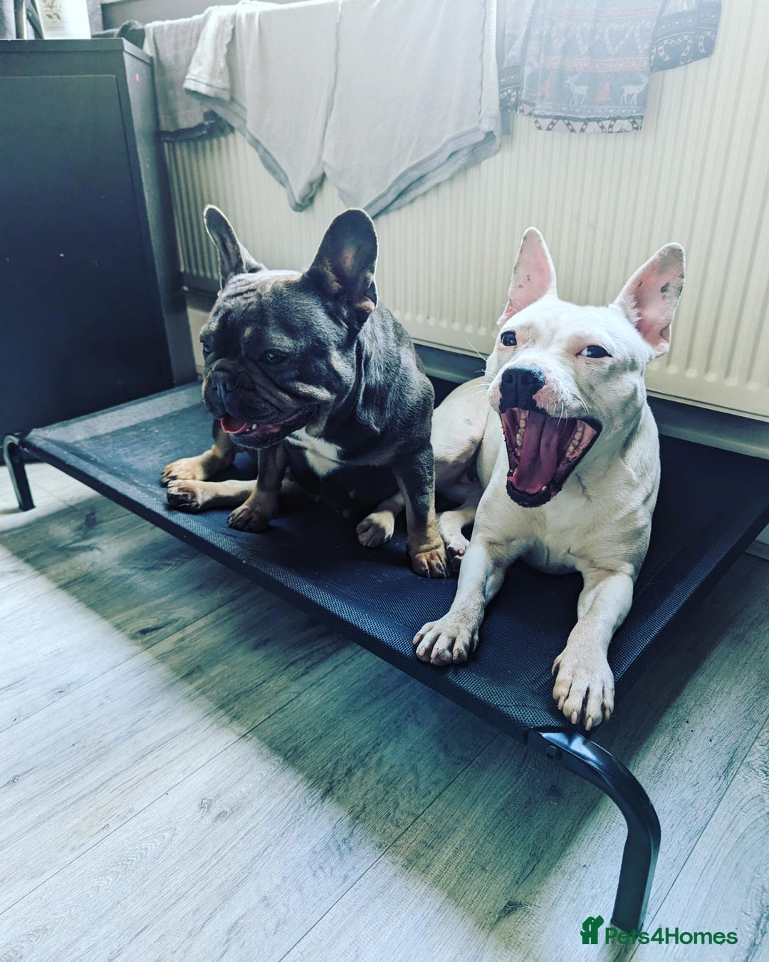 Mixed Breed dogs for sale: Bella needs a loving home  - Advert 4