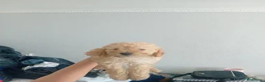 Cavapoo 4