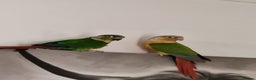 Conures birds for sale: Breeding Pair Of Conures - Advert 2