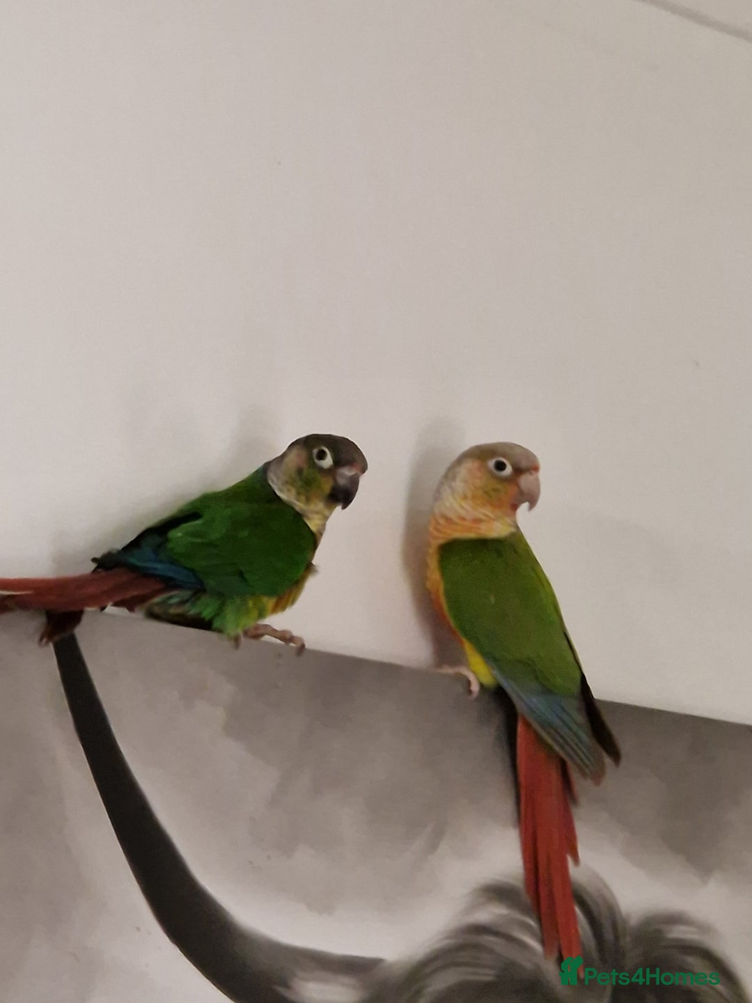 Conures birds for sale: Breeding Pair Of Conures - Advert 2