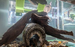 Turtle reptiles for sale: Three turtles with the entire set u+loads of extra - Image 10