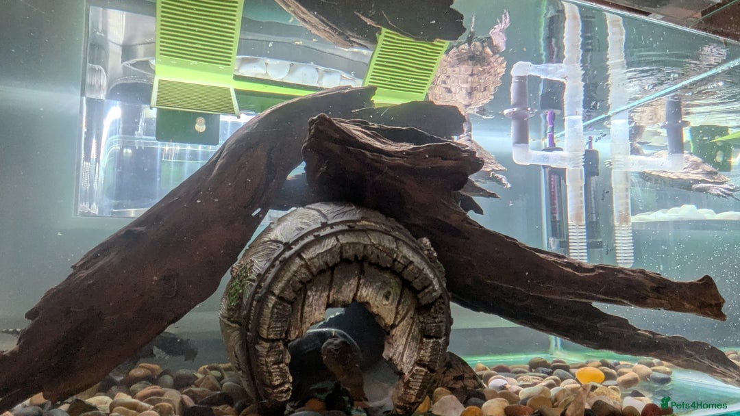 Turtle reptiles for sale: Three turtles with the entire set u+loads of extra - Image 10
