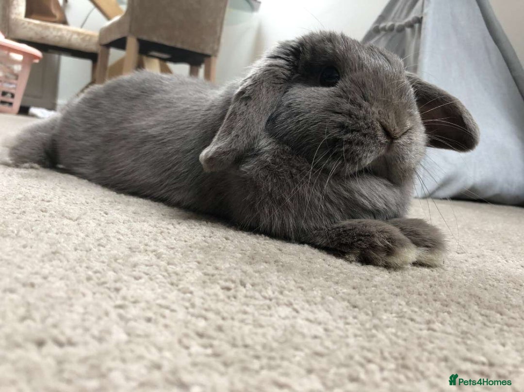 Dwarf Lop rabbits for sale: Dwarf lop Rabbit - INDOOR - Image 2