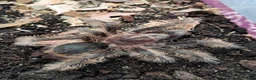 Tarantulas invertebrates for sale: Various Tarantulas (read description)  - Advert 2