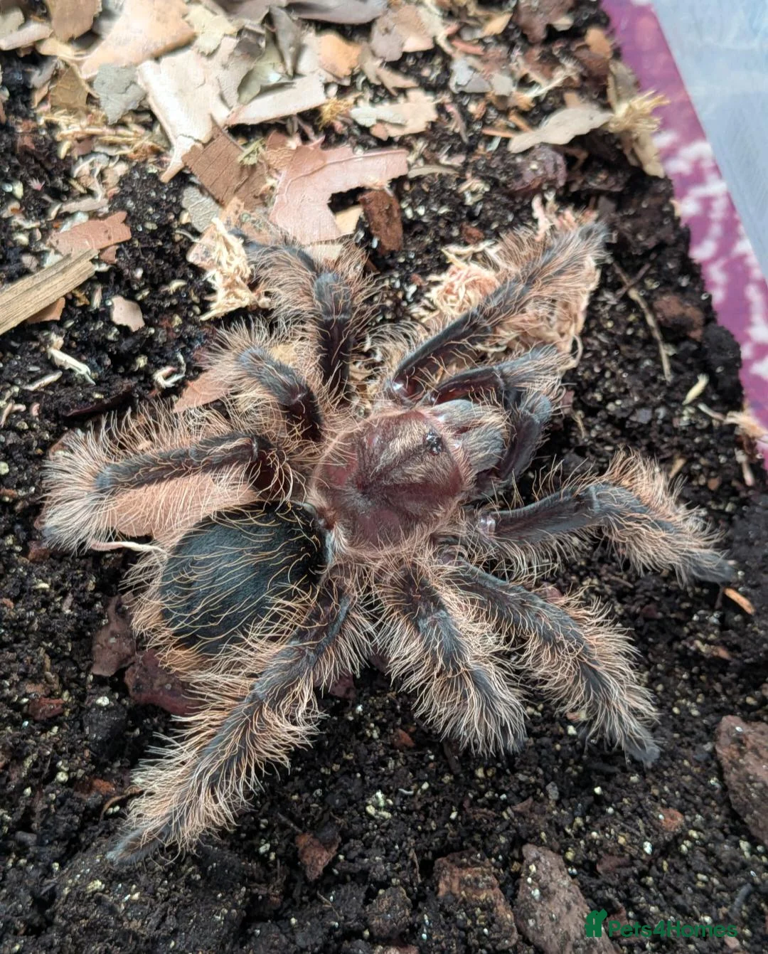 Tarantulas invertebrates for sale: Various Tarantulas (read description)  - Advert 2