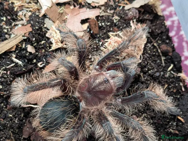 Tarantulas invertebrates for sale: Various Tarantulas (read description) - Advert 2