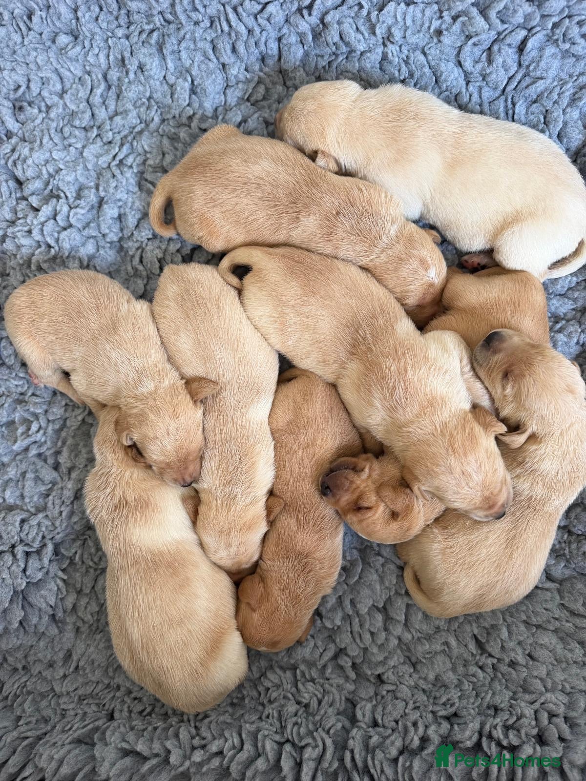 Labrador Retriever dogs Available Immediately! - Advert 10