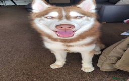 Siberian Husky dogs for sale: Beautiful 8 month boy  - Image 3