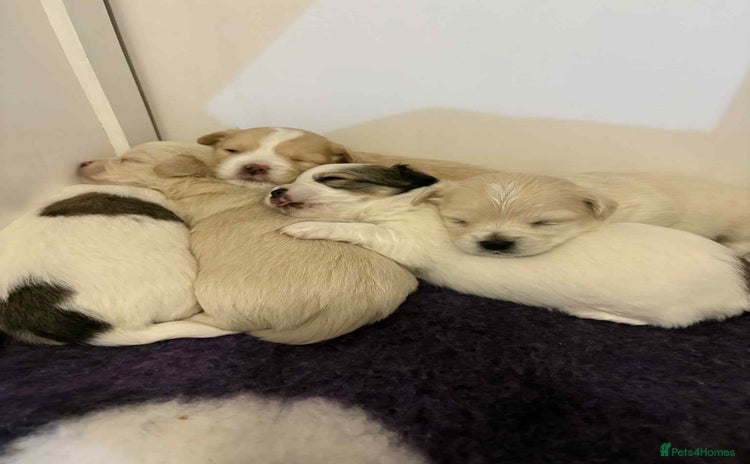 Mixed Breed dogs - Advert 6