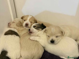 Mixed Breed dogs - Advert 28