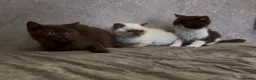 British Shorthair cats for sale: British Shorthair Kittens - Advert 5