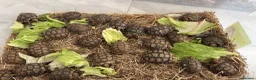 Tortoise reptiles for sale: Tortoise - Advert 7