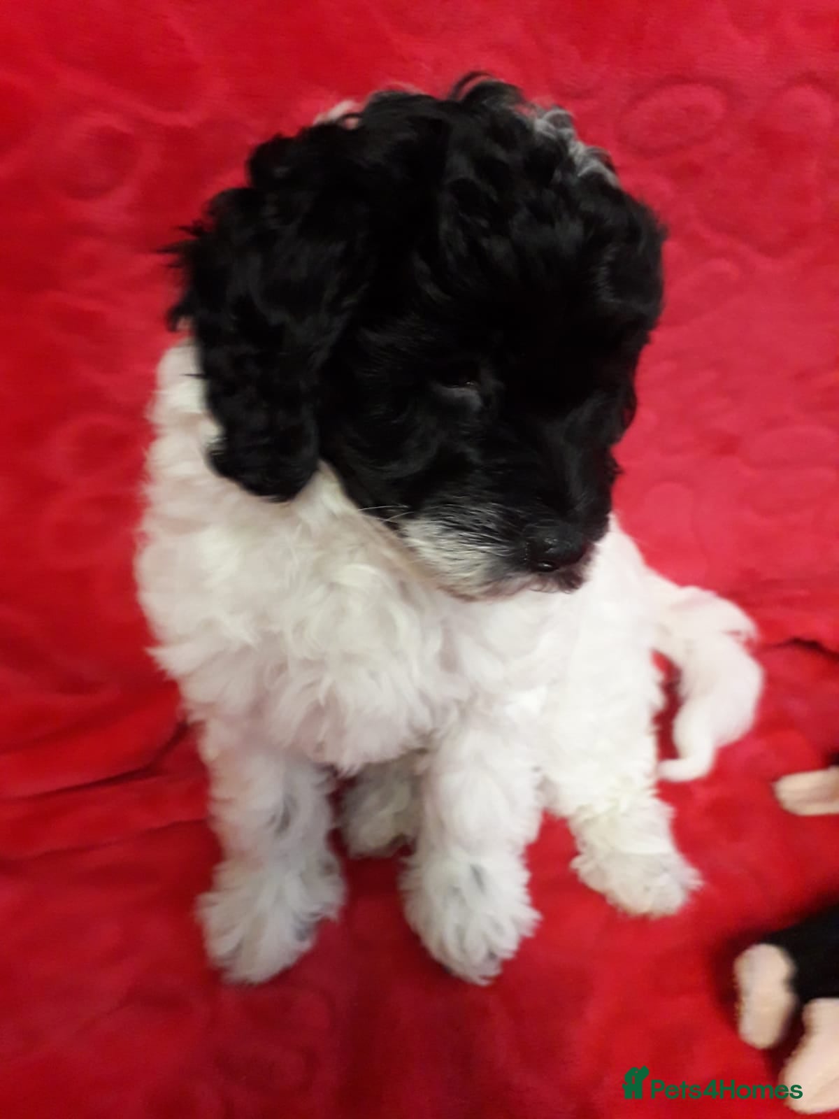 Cockapoo dogs Two Cockapoo Puppies Ready For New Homes NowNow - Advert 5