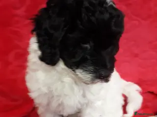 Cockapoo dogs Two Cockapoo Puppies Ready For New Homes NowNow - Advert 5