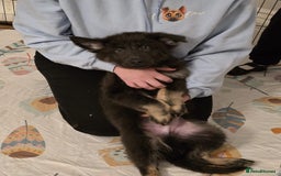 German Shepherd dogs for sale: READY NOW long hair straight back German shepherd - Image 17