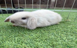 Mini Lop rabbits for sale: 2 PUREBRED MINI LOPS LEFT - Image 7
