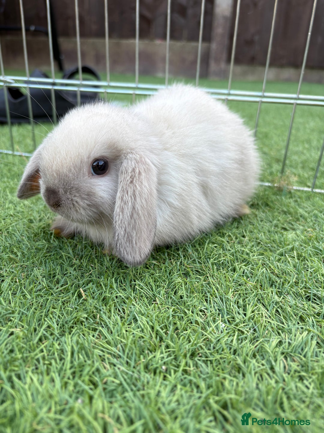 Mini Lop rabbits for sale: 2 PUREBRED MINI LOPS LEFT - Image 7